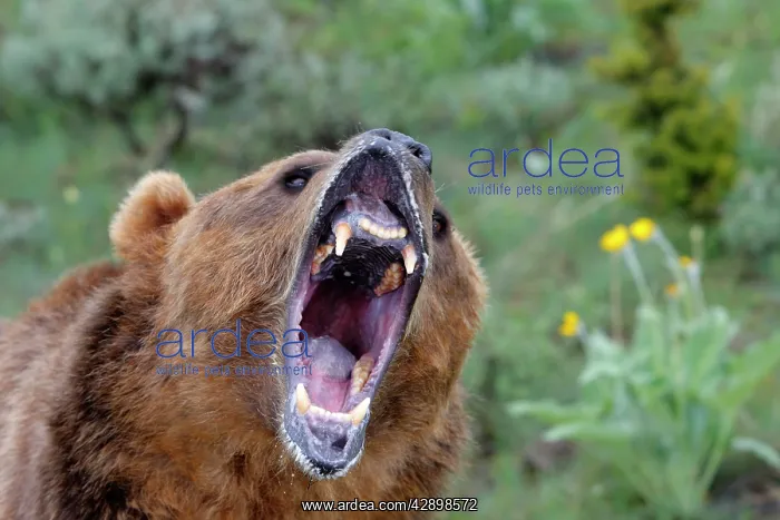 : Grizzly bear - roaring / calling : Grizzly bear - roaring / calling