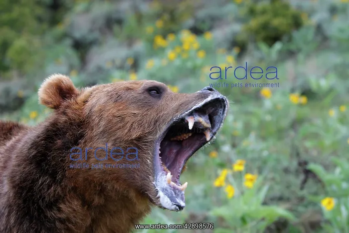 : Grizzly bear - roaring / calling : Grizzly bear - roaring / calling