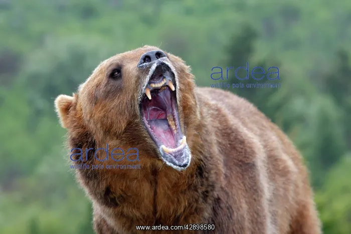 : Grizzly bear - roaring / calling : Grizzly bear - roaring / calling