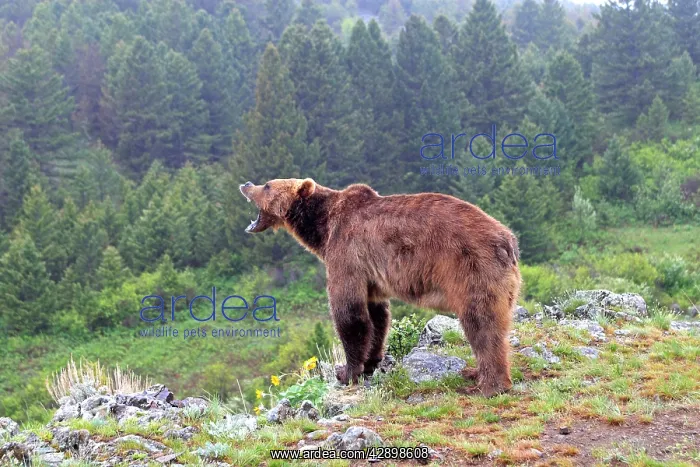 : Grizzly bear - roaring / calling : Grizzly bear - roaring / calling