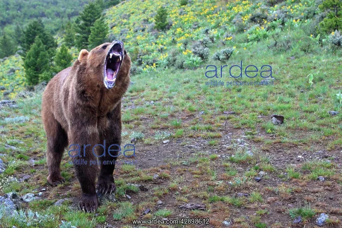 : Grizzly bear - roaring / calling : Grizzly bear - roaring / calling