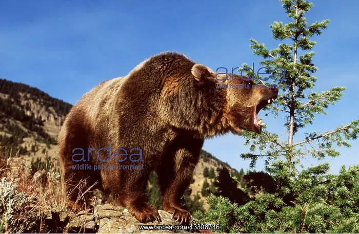  : GRIZZLY BEAR - on rock, roaring