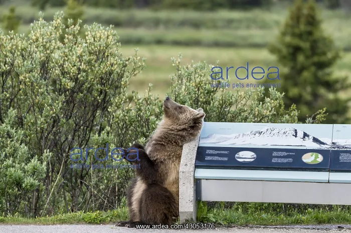 : Grizzly Bear rubbing / scratching its back on sign : Grizzly Bear rubbing / scratching its back on sign