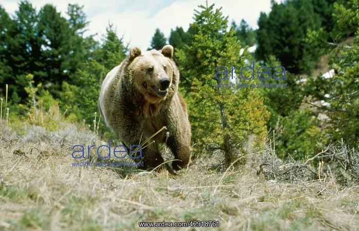 : GRIZZLY BEAR - RUNNING : GRIZZLY BEAR - RUNNING