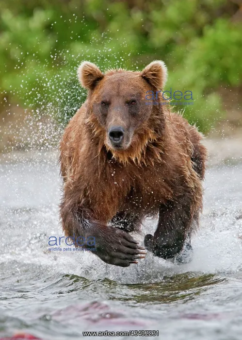 : Grizzly Bear - Salmon fishing in the river : Grizzly Bear - Salmon fishing in the river