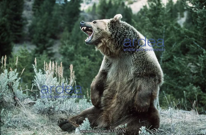 : GRIZZLY BEAR - SITS AND ROARS : GRIZZLY BEAR - SITS AND ROARS