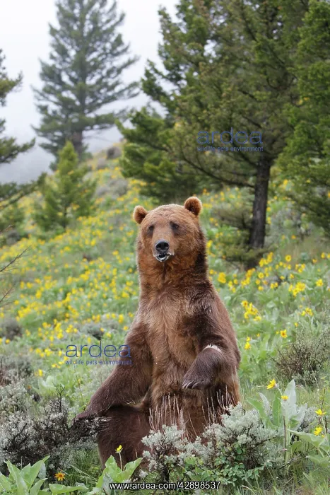 : Grizzly bear - sitting : Grizzly bear - sitting