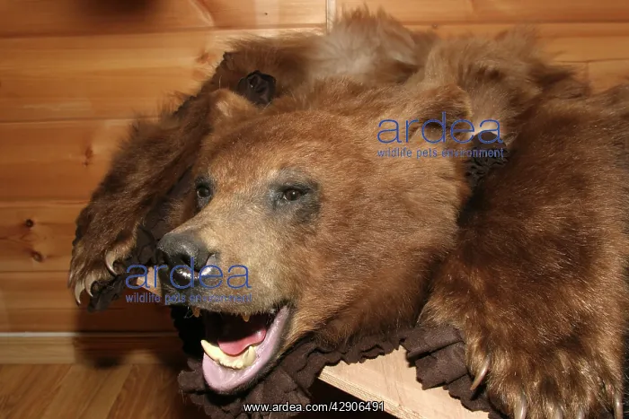 : Grizzly BEAR - skin / fur for sale, Longyerbyean : Grizzly BEAR - skin / fur for sale, Longyerbyean
