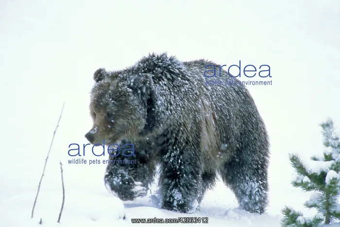 : Grizzly Bear - in snow : Grizzly Bear - in snow