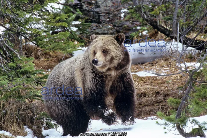: Grizzly Bear in snow - Early May : Grizzly Bear in snow - Early May