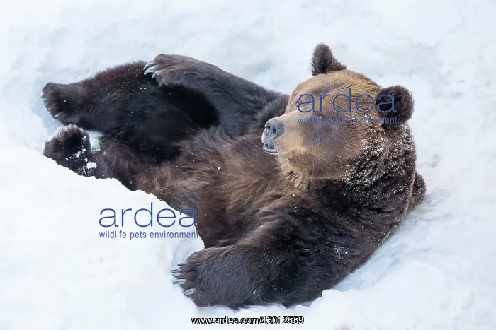  : Grizzly Bear in the snow after emerging from hibernation