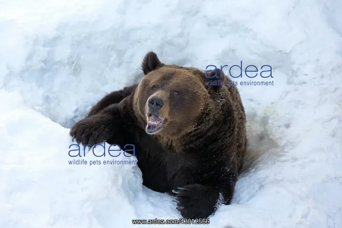 : Grizzly Bear in the snow after emerging from hibernation : Grizzly Bear in the snow after emerging from hibernation
