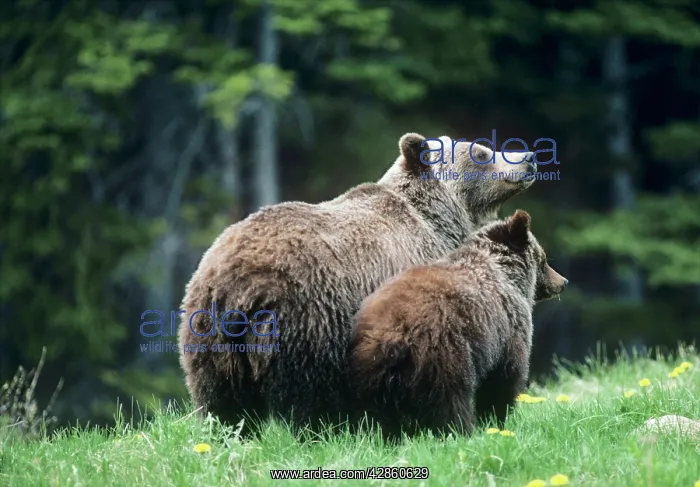 : Grizzly BEAR - sow with cub : Grizzly BEAR - sow with cub