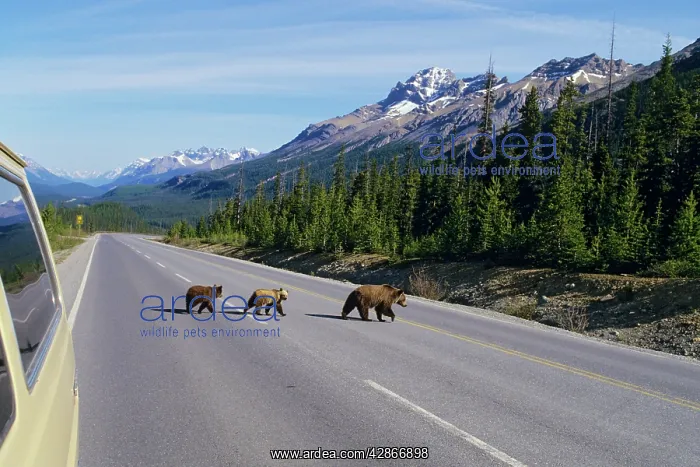 : Grizzly bear sow with cubs crossing : Grizzly bear sow with cubs crossing