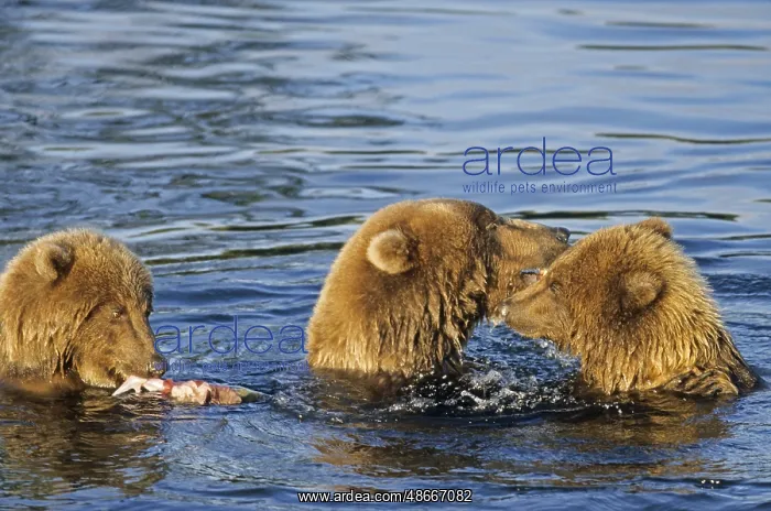 : Grizzly bear sow and cubs playing in water (Grizzly) (Brown : Grizzly bear sow and cubs playing in water (Grizzly) (Brown