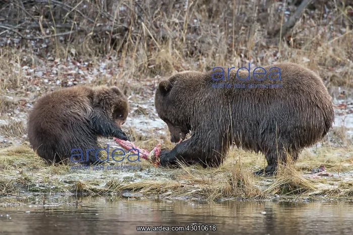 : Grizzly Bear sow fights with cub over a salmon carcass : Grizzly Bear sow fights with cub over a salmon carcass