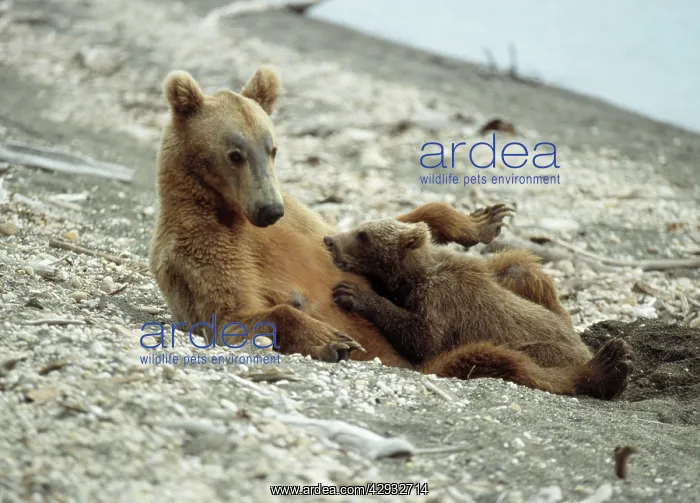 : Grizzly BEAR - Sow nursing cubs : Grizzly BEAR - Sow nursing cubs