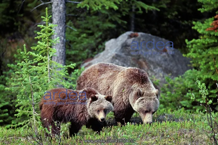 : Grizzly Bear - sow with yearling cub : Grizzly Bear - sow with yearling cub