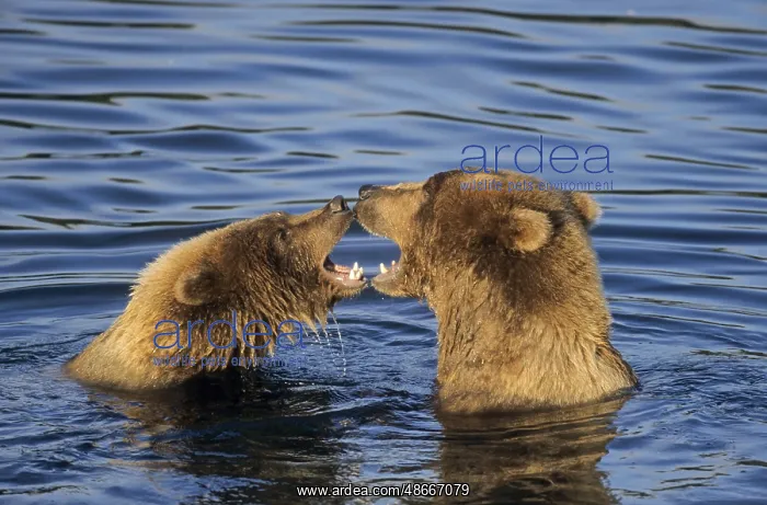 : Grizzly Bear sow young playing in water (Grizzly) (Brown : Grizzly Bear sow young playing in water (Grizzly) (Brown