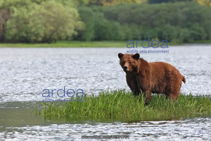 : Grizzly Bear - standing on island of grass in estuary : Grizzly Bear - standing on island of grass in estuary