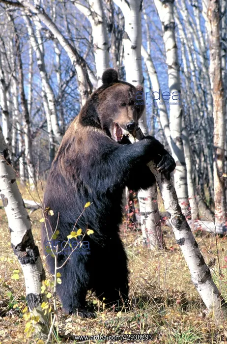 : Grizzly Bear - Standing up, chewing on tree stump : Grizzly Bear - Standing up, chewing on tree stump