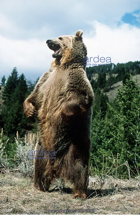  : GRIZZLY BEAR - STANDS & ROARS