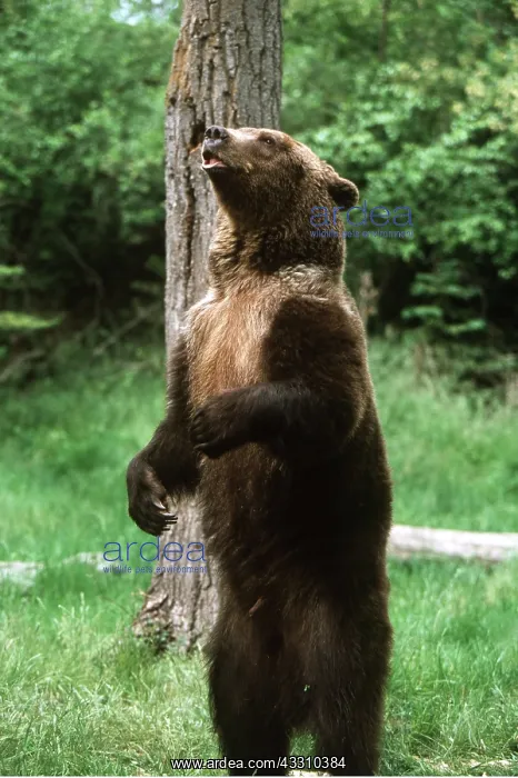 : GRIZZLY BEAR - STANDS & ROARS : GRIZZLY BEAR - STANDS & ROARS