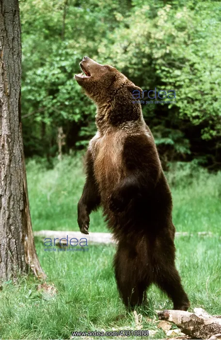 : GRIZZLY BEAR - STANDS & ROARS