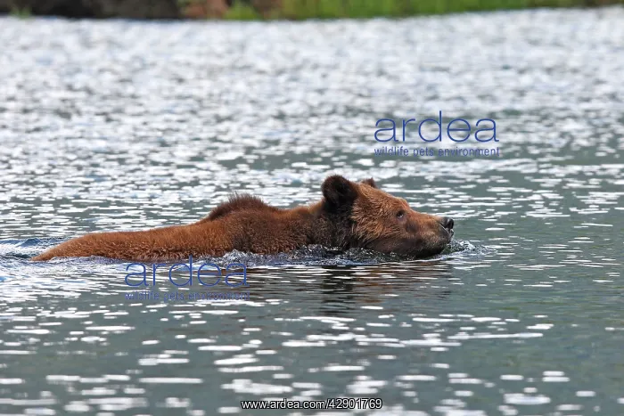 : Grizzly Bear - swimming in estuary : Grizzly Bear - swimming in estuary