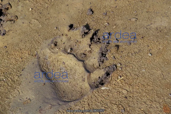 : Grizzly Bear track in mud, (front paw) : Grizzly Bear track in mud, (front paw)