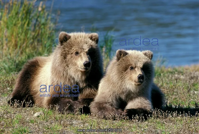  : Grizzly BEAR - twin cubs lying together in grass