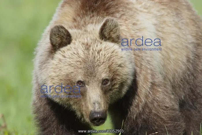 : Grizzly Bear (Ursus arctos). Banff National Park : Grizzly Bear (Ursus arctos). Banff National Park