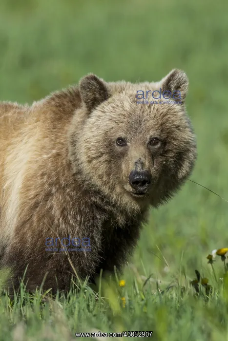 : Grizzly Bear (Ursus arctos). Banff National Park : Grizzly Bear (Ursus arctos). Banff National Park