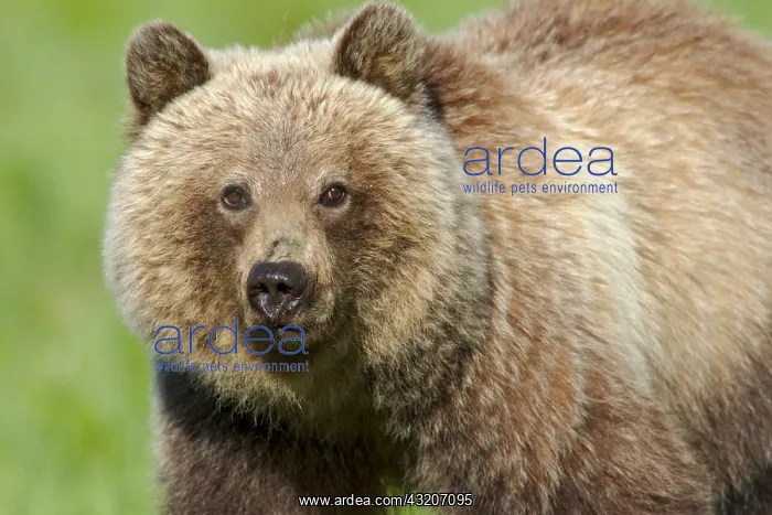 : Grizzly Bear (Ursus arctos). Banff National Park : Grizzly Bear (Ursus arctos). Banff National Park