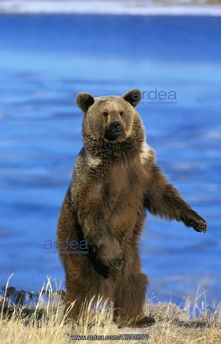 : GRIZZLY BEAR (ursus arctos horribilis), ADULT STANDING : GRIZZLY BEAR (ursus arctos horribilis), ADULT STANDING
