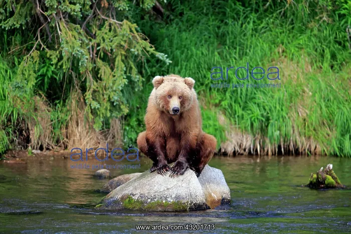 : Grizzly Bear (Ursus arctos horribilis) adult, sitting : Grizzly Bear (Ursus arctos horribilis) adult, sitting