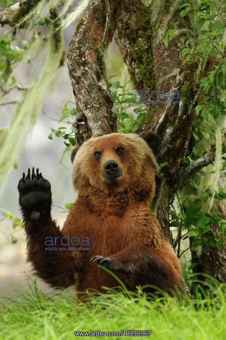 : Grizzly Bear (Ursus arctos horribilis) adult, sc : Grizzly Bear (Ursus arctos horribilis) adult, sc