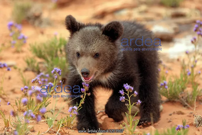 : Grizzly Bear (Ursus arctos horribilis), cub, Utah : Grizzly Bear (Ursus arctos horribilis), cub, Utah