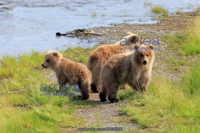 : Grizzly Bear (Ursus arctos horribilis) cubs at the : Grizzly Bear (Ursus arctos horribilis) cubs at the