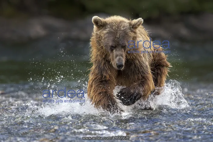 : Grizzly Bear (Ursus arctos horribilis) hunting Pacific : Grizzly Bear (Ursus arctos horribilis) hunting Pacific