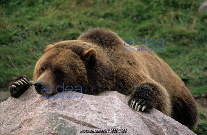 : Grizzly bear (Ursus arctos horribilis), Katmai N : Grizzly bear (Ursus arctos horribilis), Katmai N