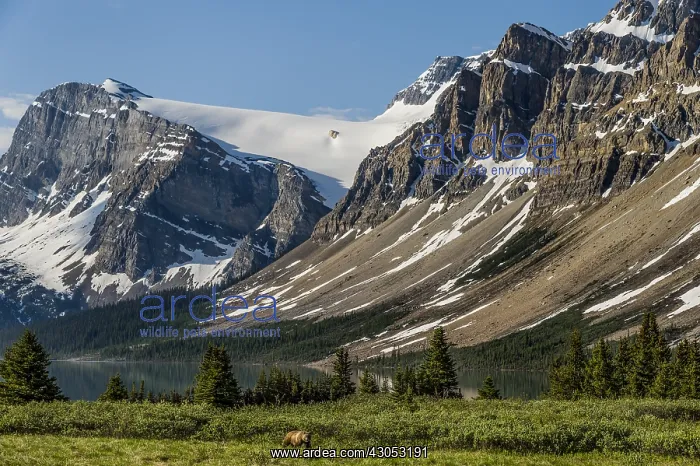 : Grizzly Bear (Ursus arctos) near Bow Lake, Banff : Grizzly Bear (Ursus arctos) near Bow Lake, Banff