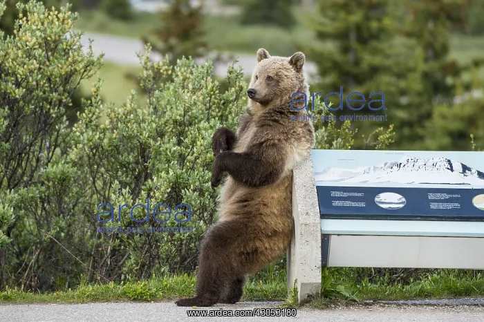 : Grizzly Bear (Ursus arctos) rubbing / scratching its : Grizzly Bear (Ursus arctos) rubbing / scratching its