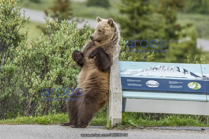 : Grizzly Bear (Ursus arctos) rubbing / scratching its : Grizzly Bear (Ursus arctos) rubbing / scratching its