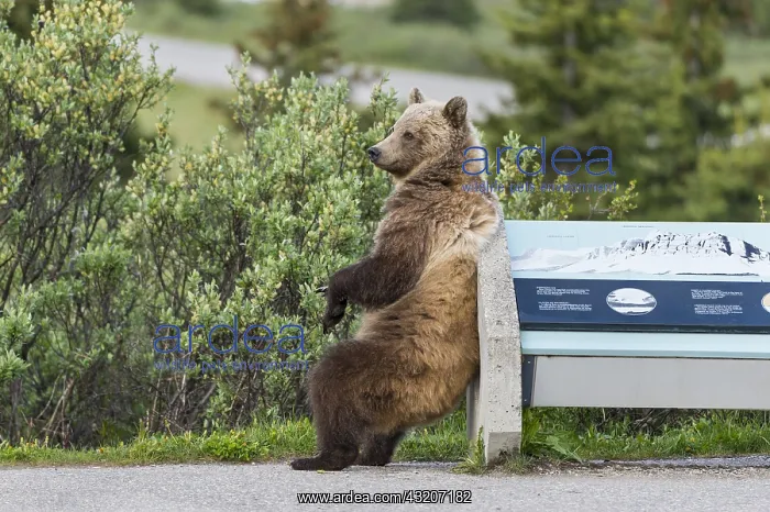 : Grizzly Bear (Ursus arctos) rubbing / scratching its : Grizzly Bear (Ursus arctos) rubbing / scratching its