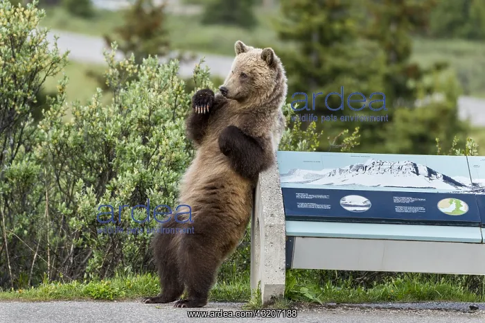 : Grizzly Bear (Ursus arctos) rubbing / scratching its : Grizzly Bear (Ursus arctos) rubbing / scratching its