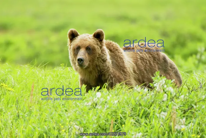 : Grizzly bear, Ursus arctos, Sacred Headwaters : Grizzly bear, Ursus arctos, Sacred Headwaters