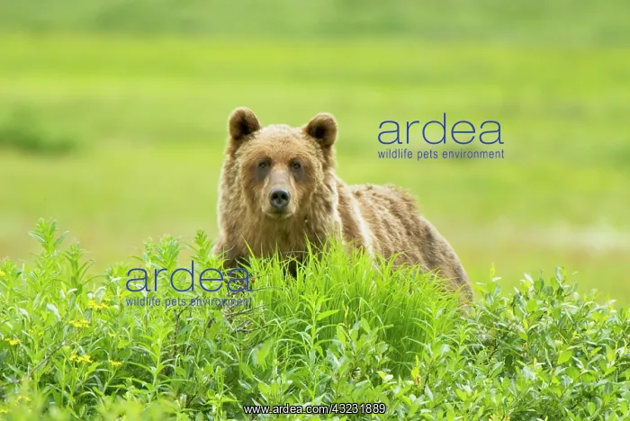: Grizzly bear, Ursus arctos, Sacred Headwaters : Grizzly bear, Ursus arctos, Sacred Headwaters