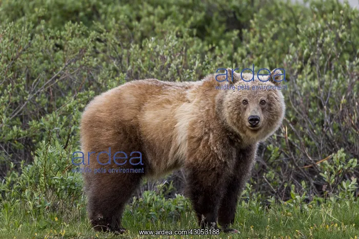 : Grizzly Bear (Ursus arctos) among subalpine willows : Grizzly Bear (Ursus arctos) among subalpine willows