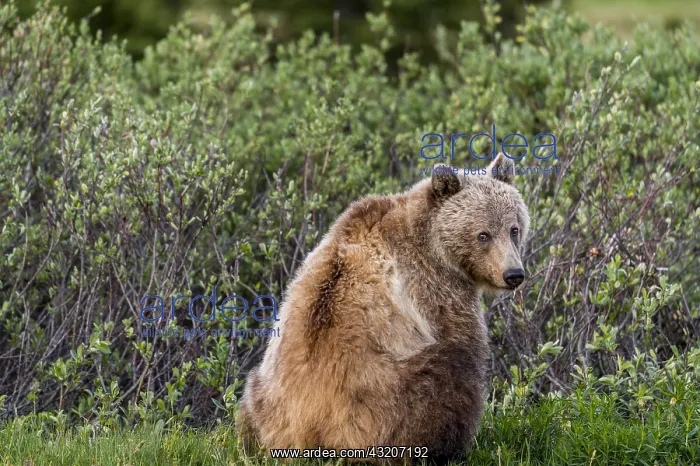 : Grizzly Bear (Ursus arctos) among subalpine willows : Grizzly Bear (Ursus arctos) among subalpine willows